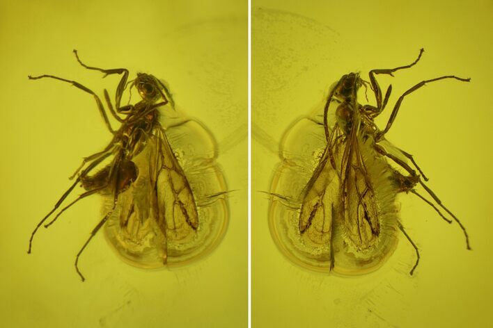 Fossil Fly (Diptera) In Baltic Amber #139021